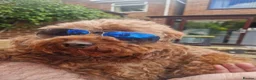 Cavapoo dogs for sale: Maysie  - Advert 5