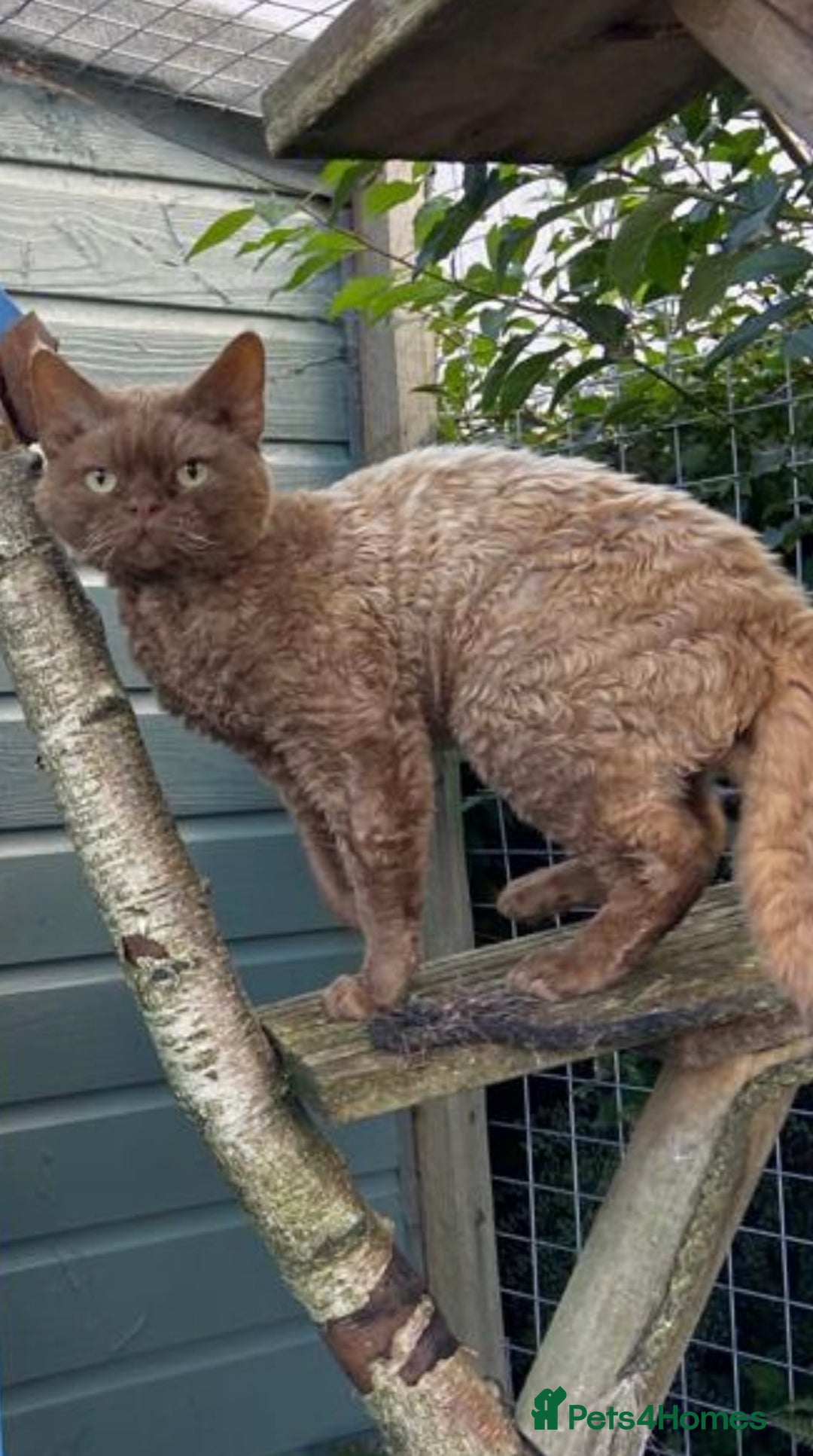 Devon Rex cats for sale: Beautiful GCCF registered girls  - Image 6