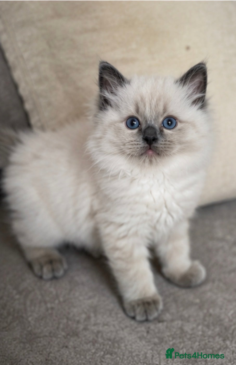 Ragdoll cats 💗 Stunning Purebred Ragdoll Girls  💗 - Advert 2