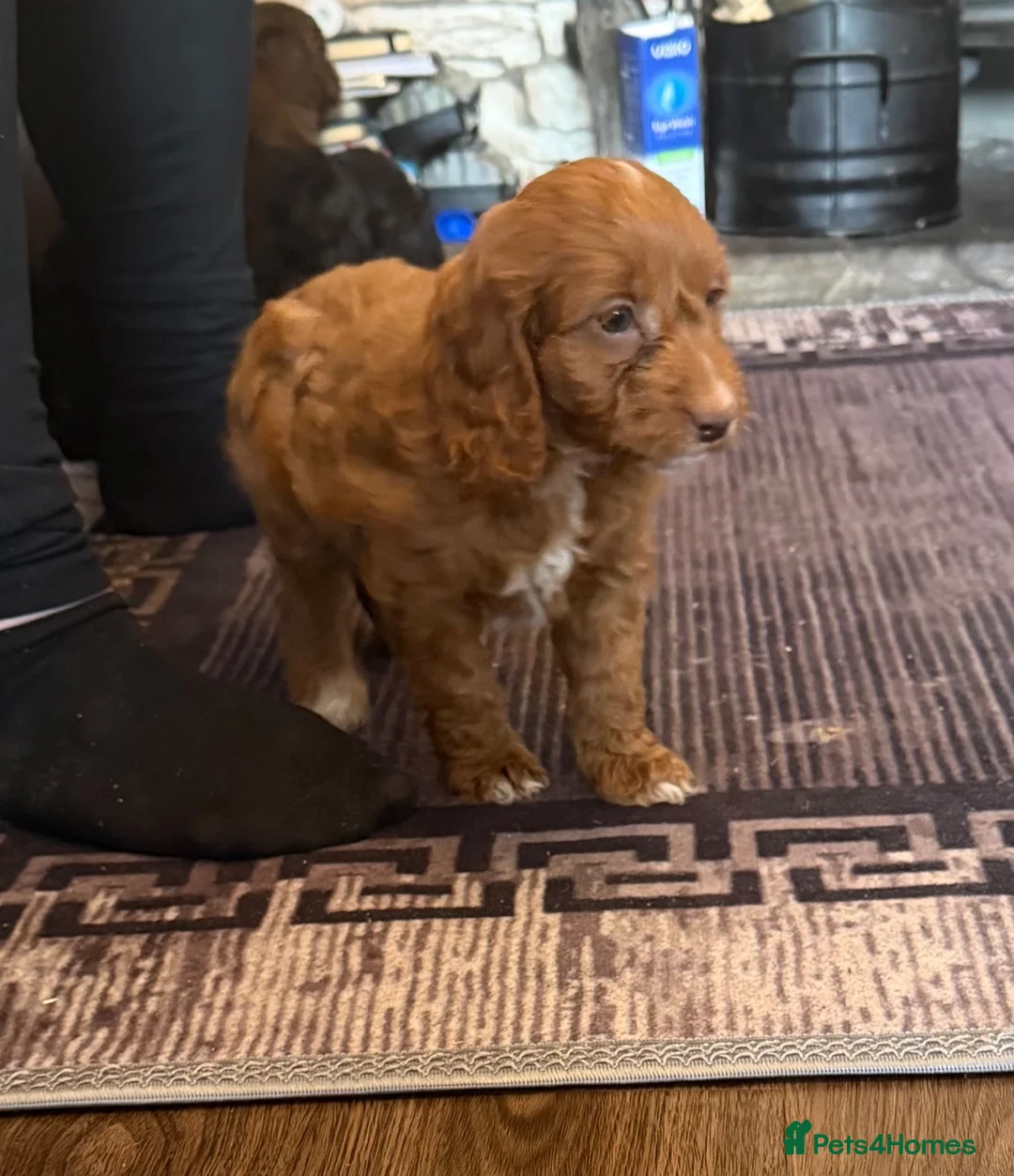 Cockapoo dogs for sale: Cockerpoo puppies  - Advert 16