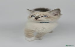 Ragdoll cats for sale: 🤍 STUNNING GCCF REGISTERED RAGDOLL KITTENS 🤍🤍 - Image 12