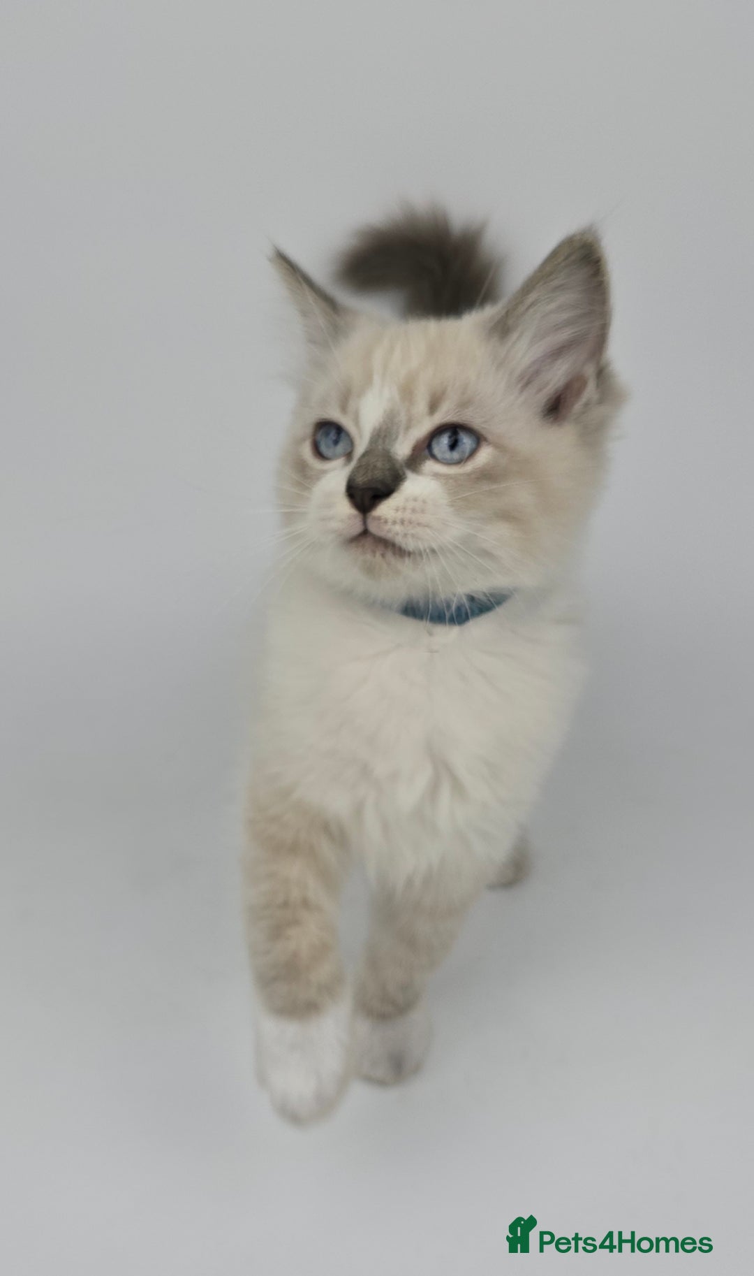 Ragdoll cats for sale: 🤍 STUNNING GCCF REGISTERED RAGDOLL KITTENS 🤍🤍 - Image 12
