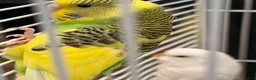 Budgerigars birds for sale: Budgies for sale - Advert 6