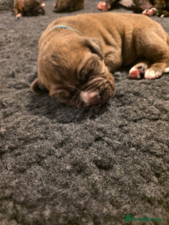 Boxer dogs Beautiful Boxer cross - Advert 1