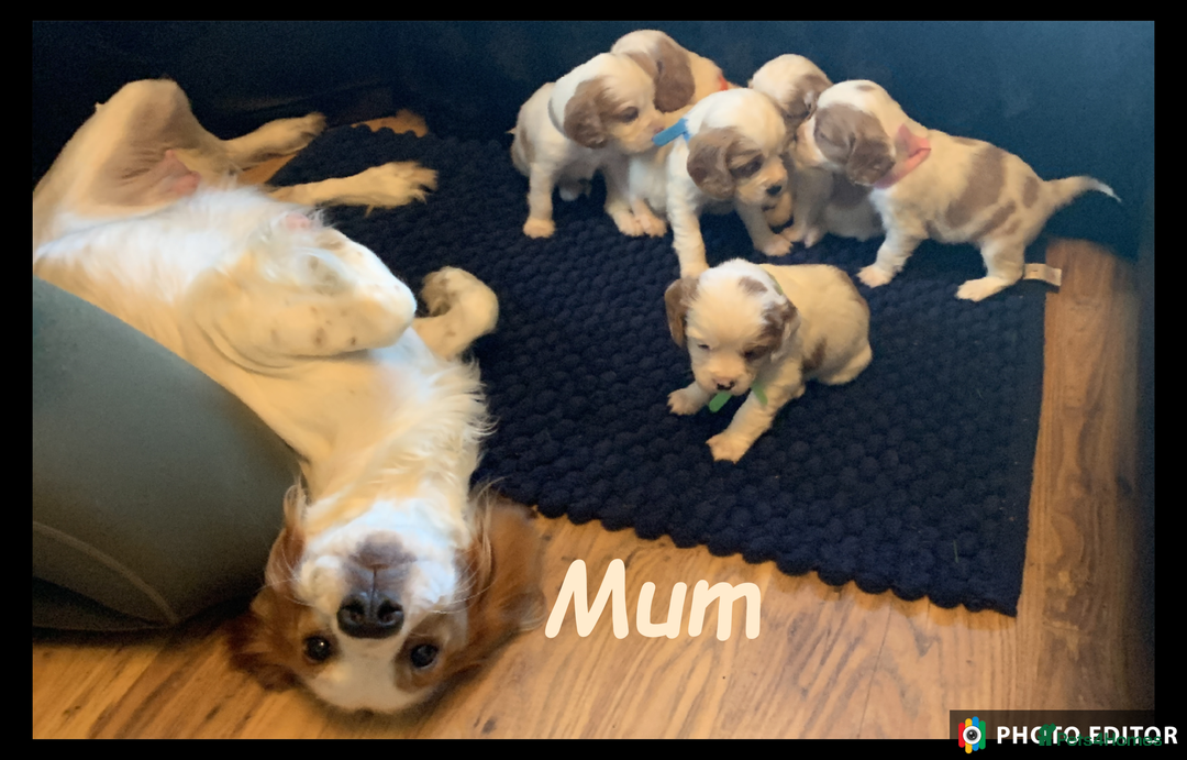 Cockalier dogs for sale: Beautiful Cockalier Pups – Loving Homes Await - Advert 40