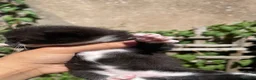 Mixed Breed cats for sale: Mixed breed Kittens - Advert 3