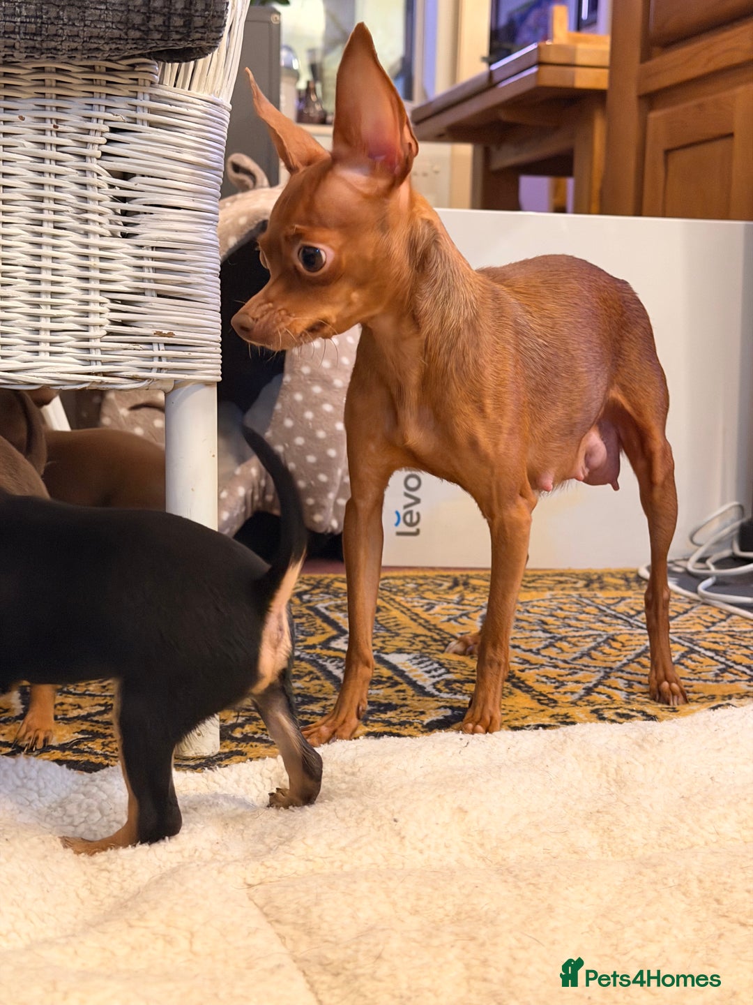 Russian Toy Terrier dogs for sale: Cutest little friend for life  - Advert 5
