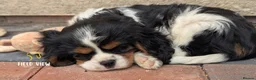 Cavalier King Charles Spaniel dogs for sale: Chocolate carrier Cavaliers, health tested parents - Advert 3
