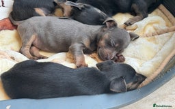 Jack Russell dogs for sale: Jack Russell Puppy 1 - Stunning much Wenlock puppy  - Image 11