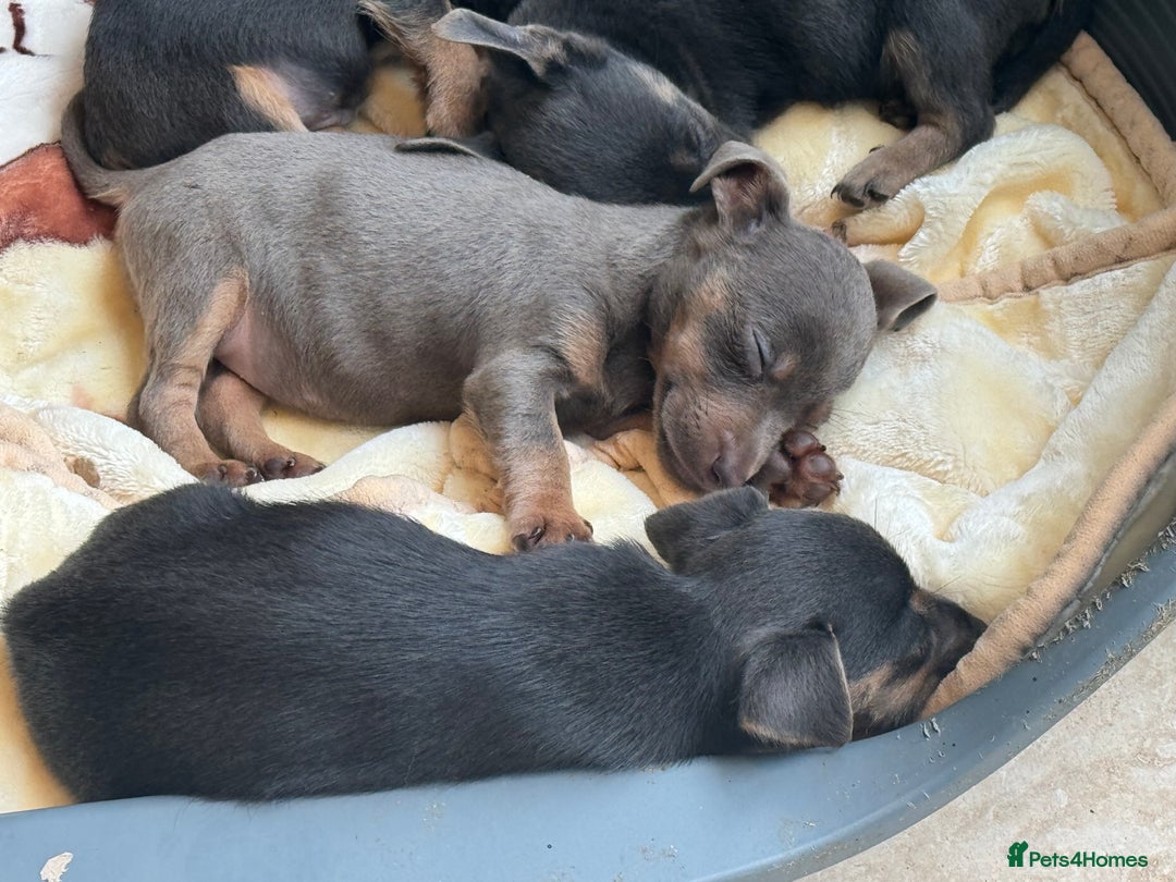 Jack Russell dogs for sale: Jack Russell Puppy 1 - Stunning much Wenlock puppy  - Image 11