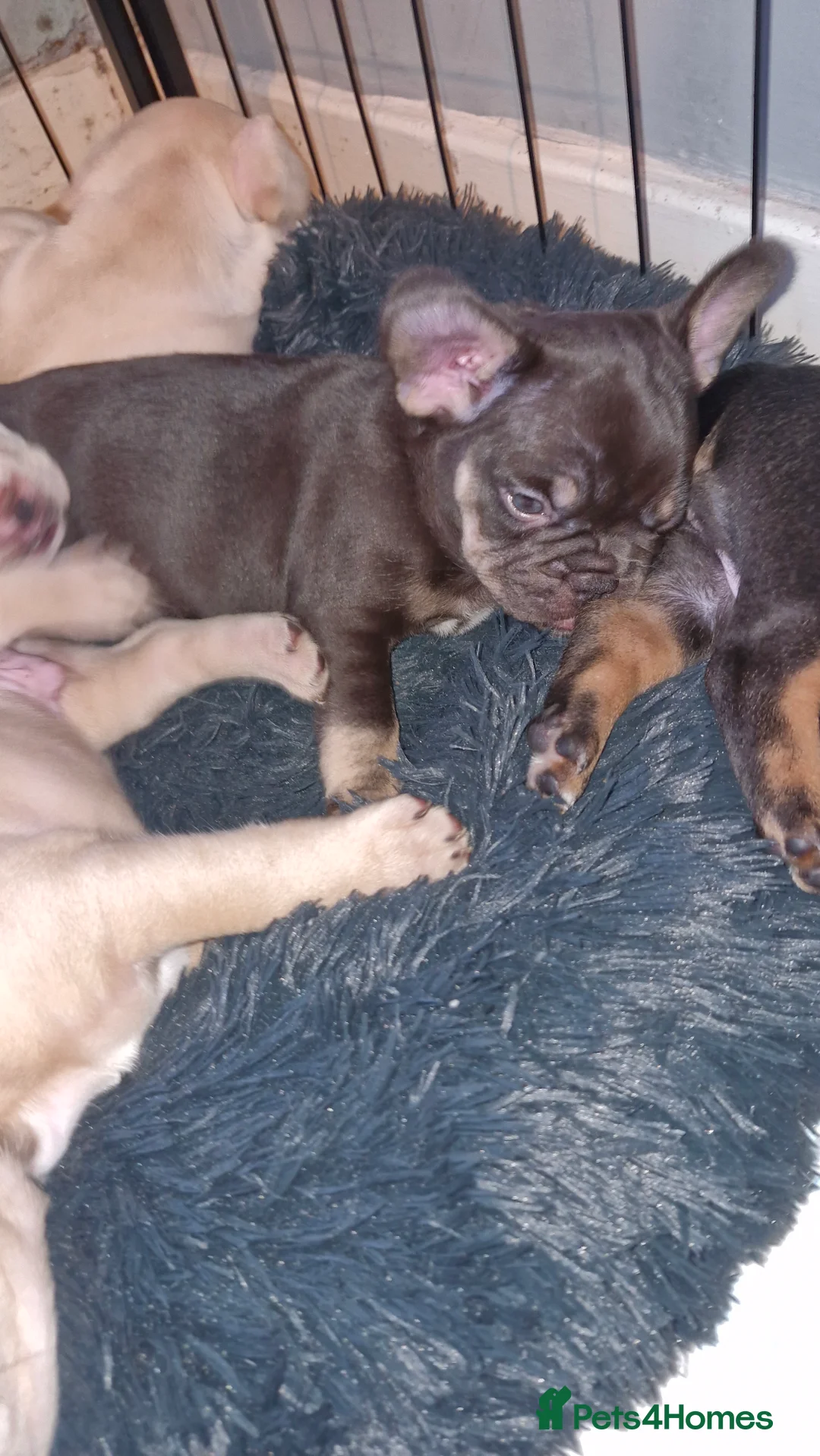 French Bulldog dogs for sale: French bulldog puppies  - Advert 7