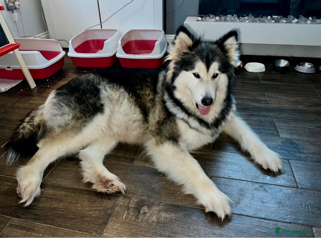 Mixed Breed dogs for sale: Alaskan Shepherd Puppies offers accepted  - Image 19