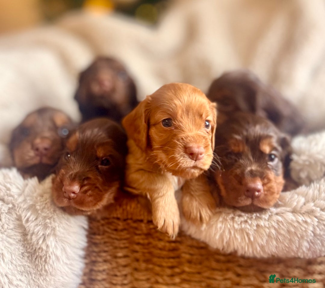 Cocker Spaniel dogs for sale: 8 health checked true quality working cocker pups - Advert 6
