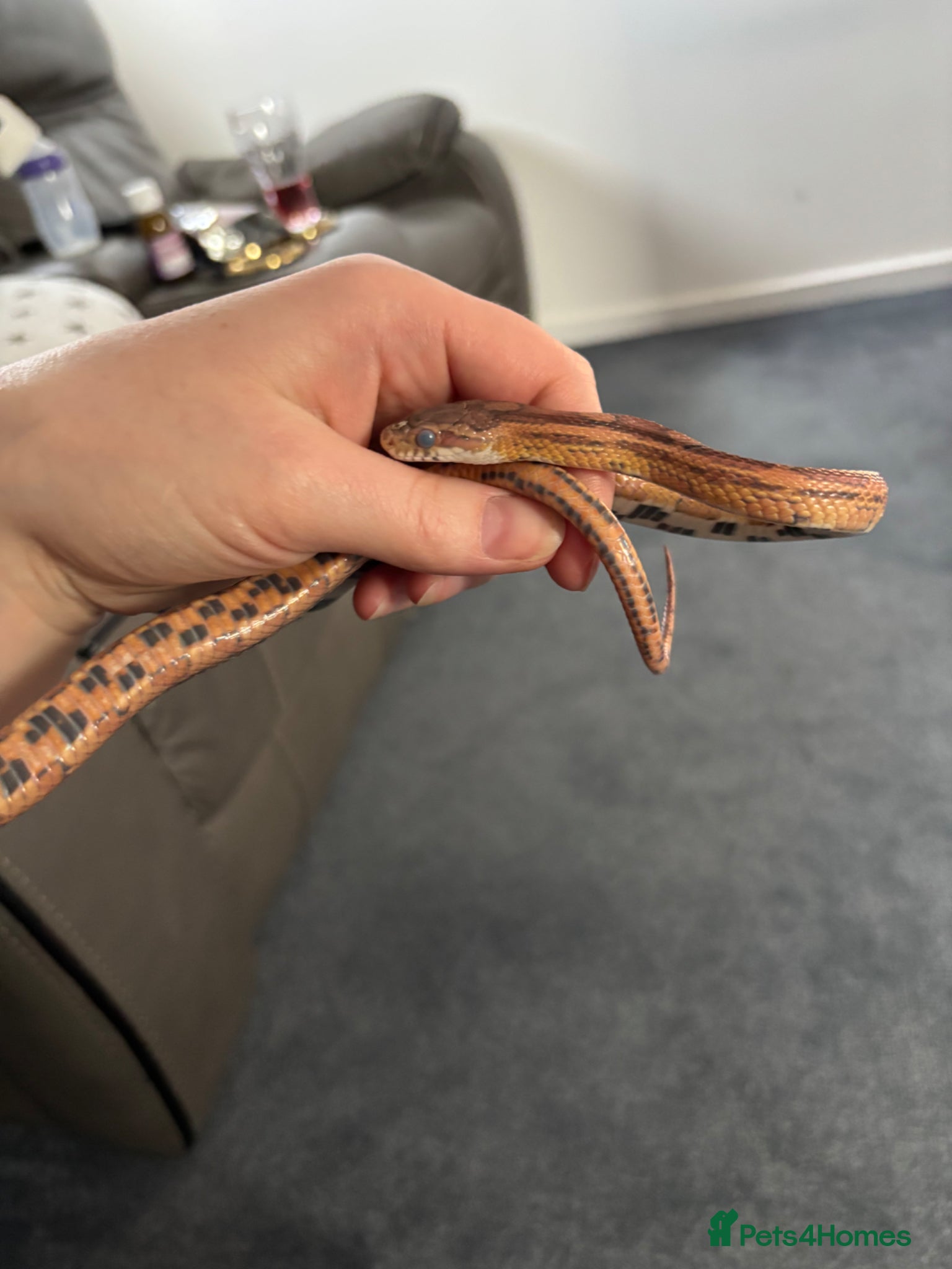 Corn Snake reptiles Kia the corn snake  - Advert 1