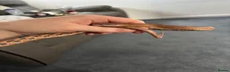 Corn Snake reptiles for sale: Kia the corn snake  in Cheltenham - Advert 1