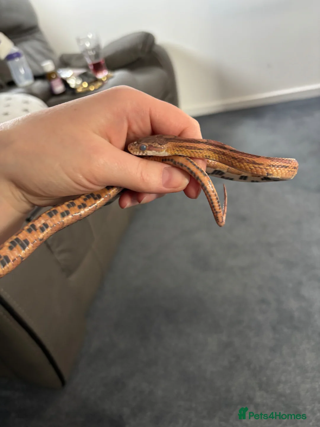 Corn Snake reptiles for sale: Kia the corn snake  in Cheltenham - Advert 1