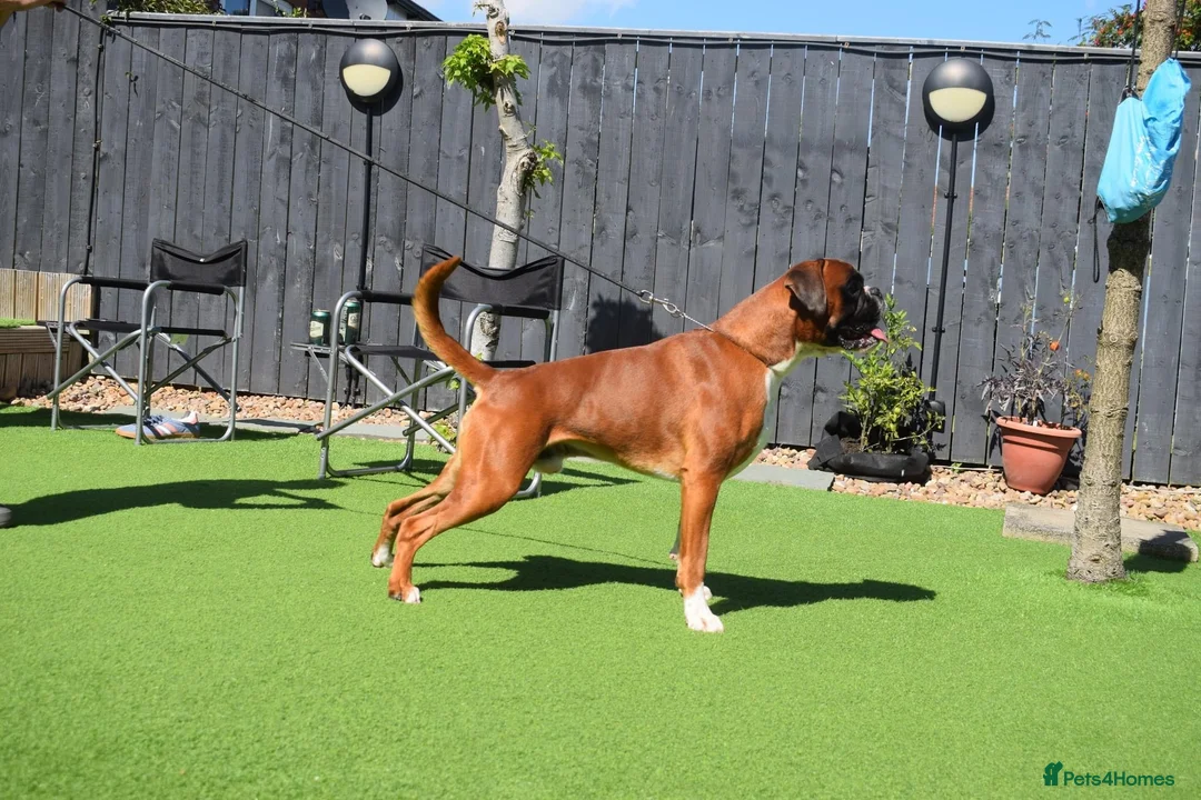 Boxer dogs for stud: Fully Health tested euro / kc reg Boxsanuk Gelso  in Newcastle upon Tyne - Advert 16