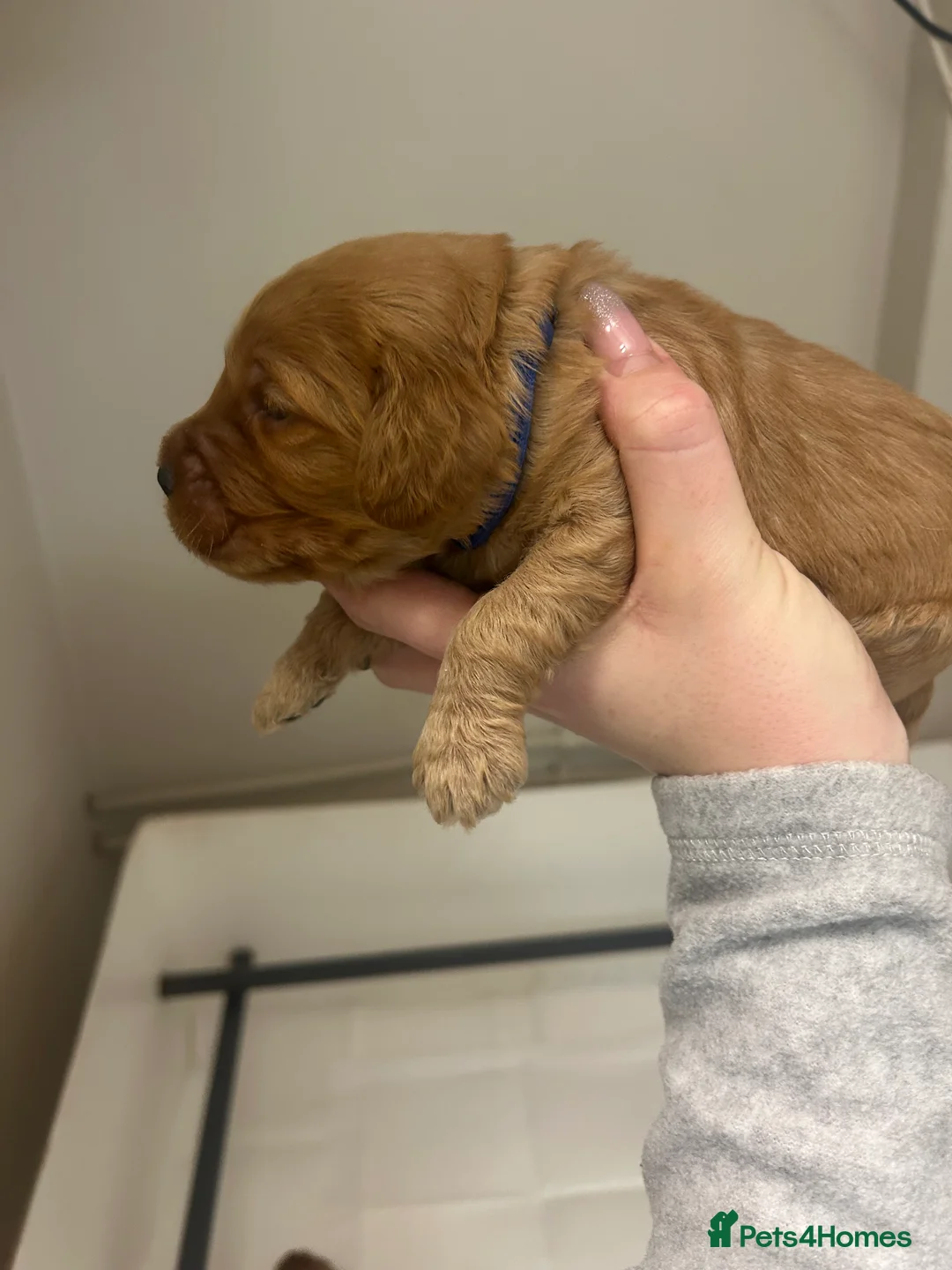 Cockapoo dogs for sale: Stunning cockapoo pups!  - Advert 15