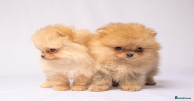 Pomeranian dogs - Advert 13