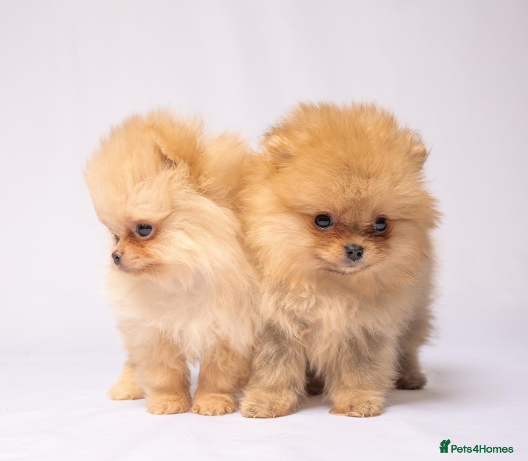 Pomeranian dogs for sale: True to type Pomeranian Puppies  - Image 2