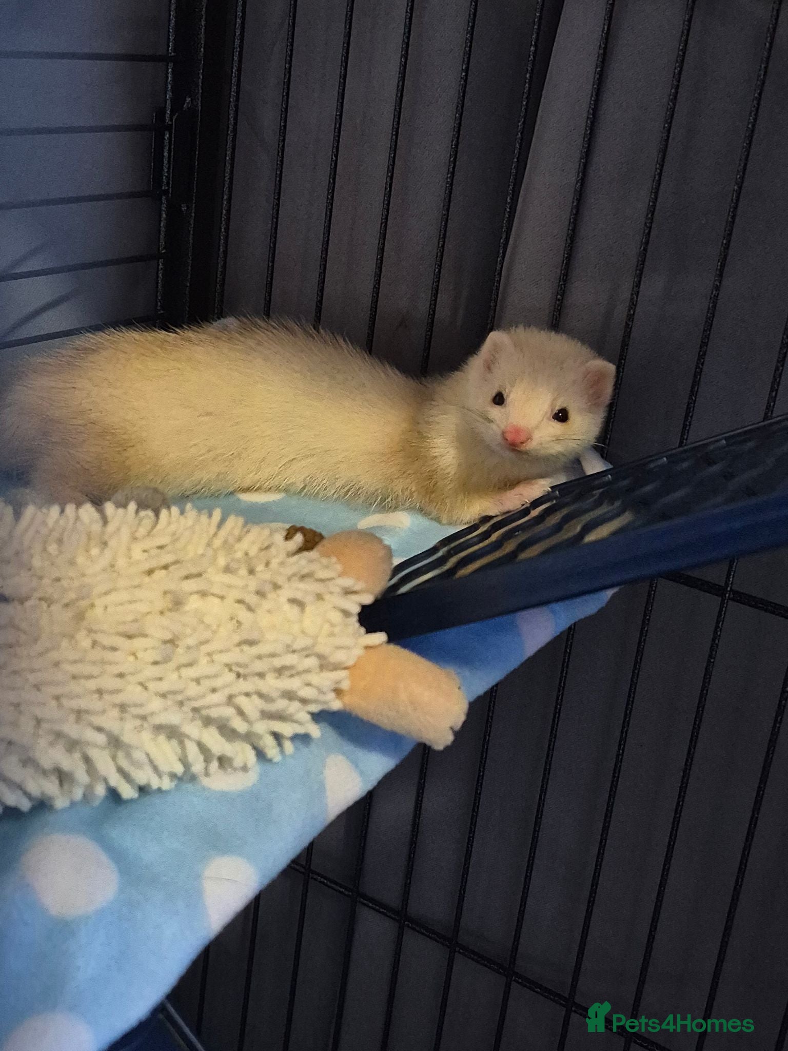Ferret rodents male micro ferret - Advert 1