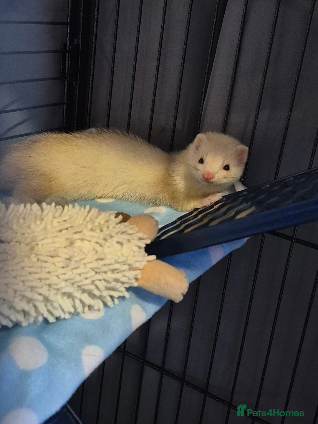 Ferret rodents for sale: male micro ferret - Advert 1