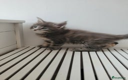 Maine Coon cats for sale: Tica registered maine coon kittens  - Image 3