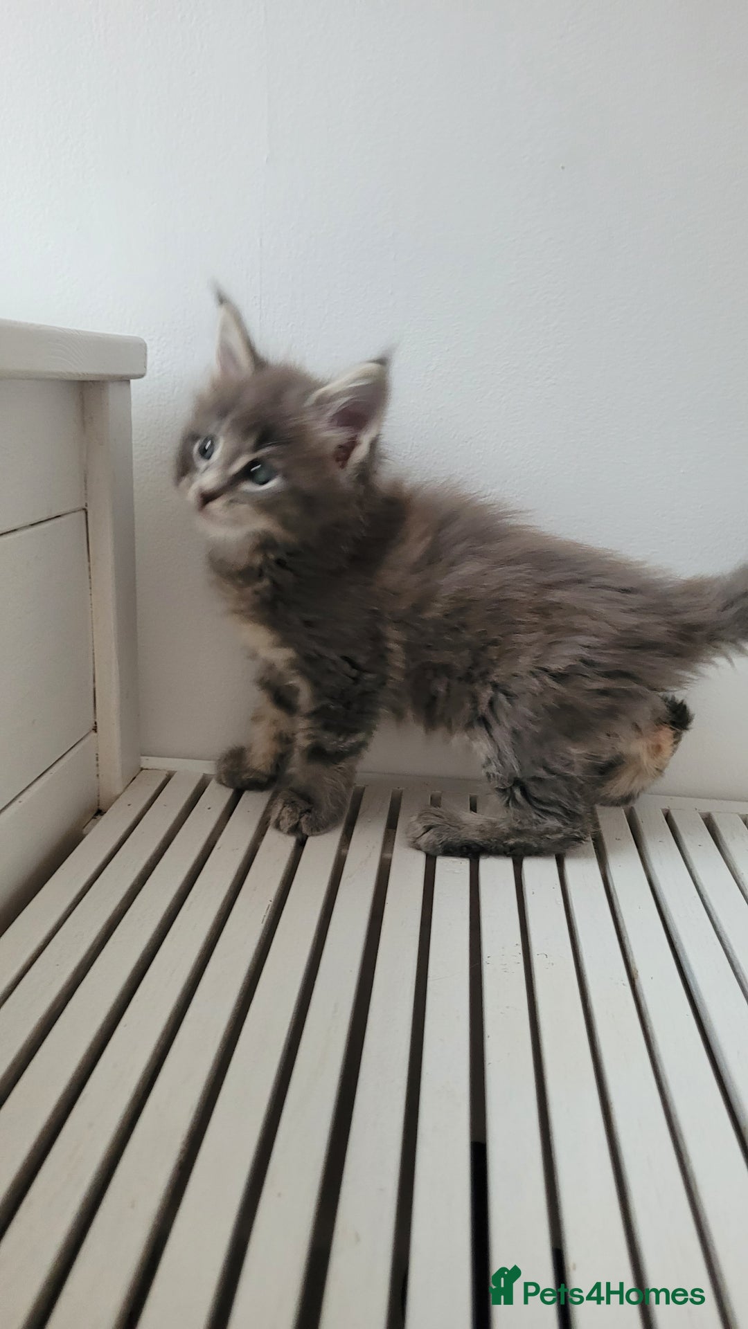 Maine Coon cats for sale: Tica registered maine coon kittens  - Image 3