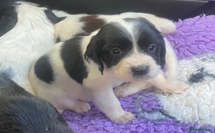 English Springer Spaniel dogs - Advert 2