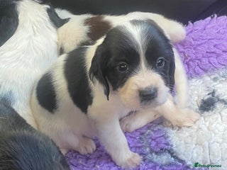 English Springer Spaniel dogs ***LAST 2 REMAINING*** Adorable springer spaniels - Advert 9