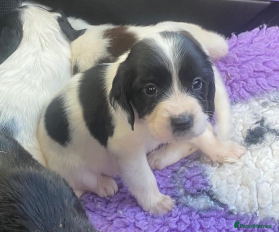 English Springer Spaniel dogs - Advert 2