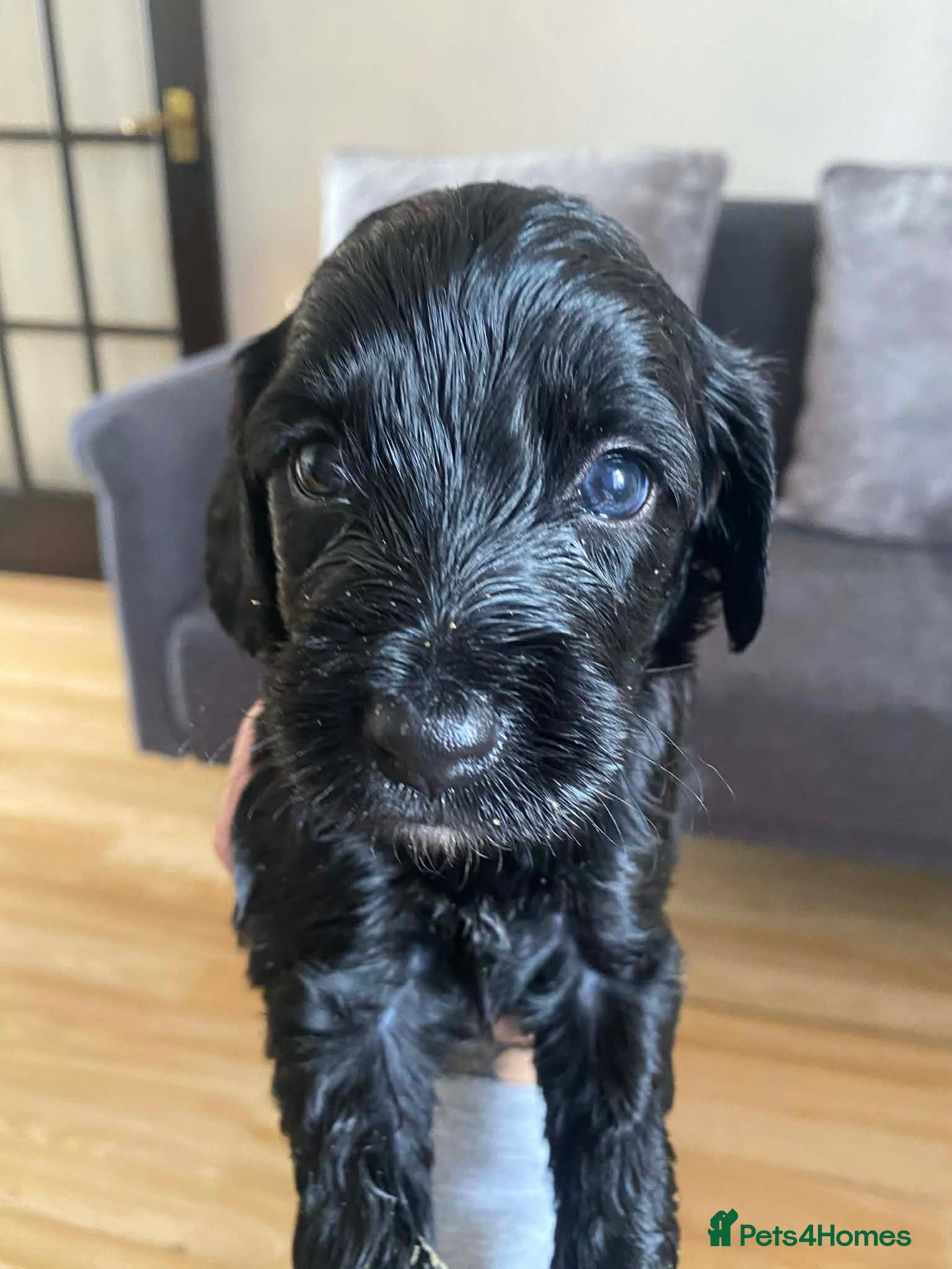 Sproodle dogs 🧸Sproodle puppies 🧸 - Advert 1