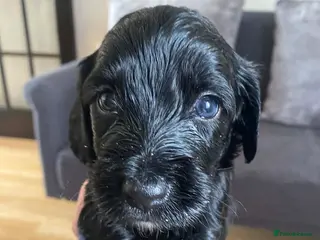 Sproodle dogs 🧸Sproodle puppies 🧸 - Advert 2