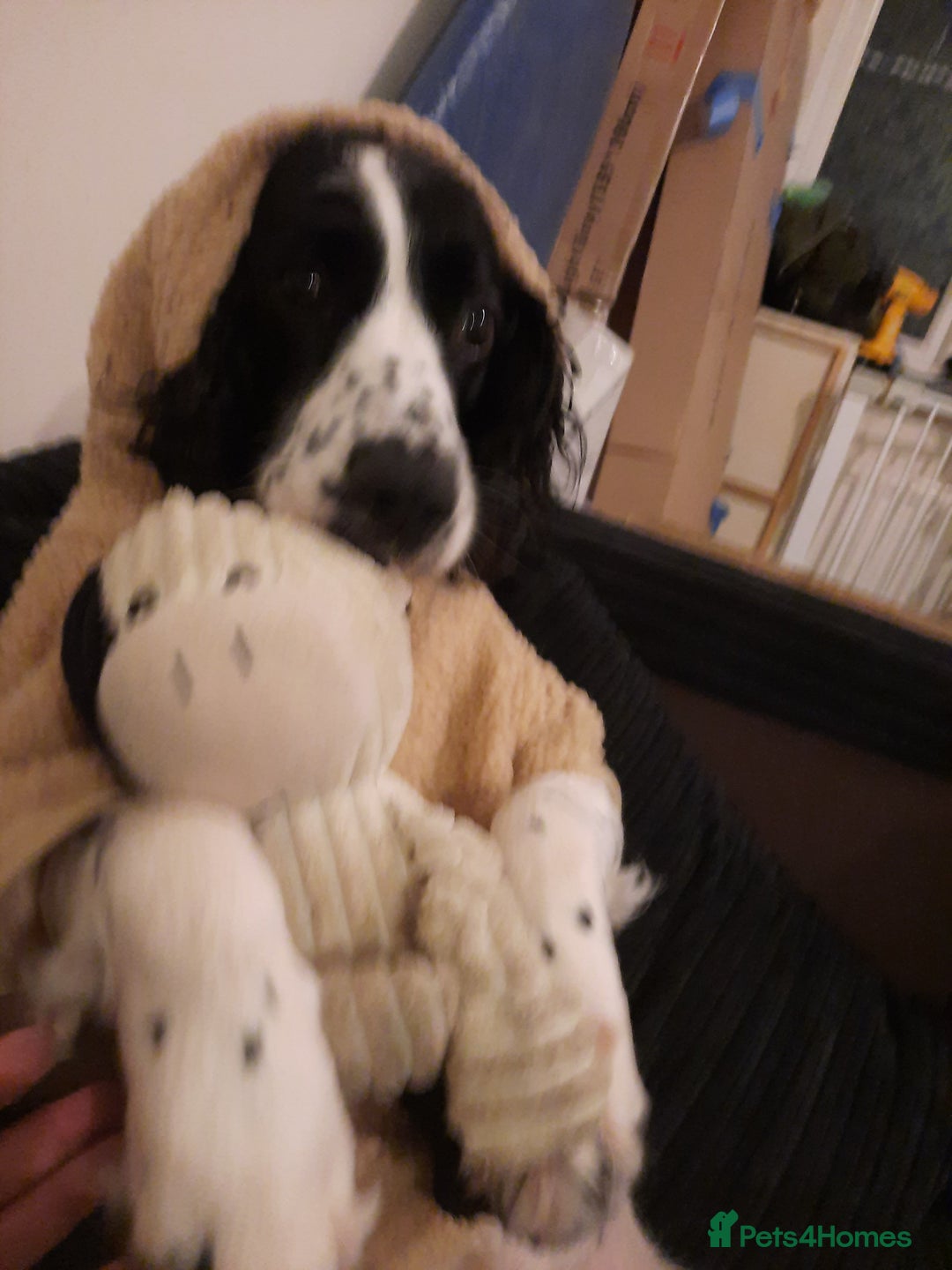 English Springer Spaniel dogs for sale: He loveable and fun  - Advert 5