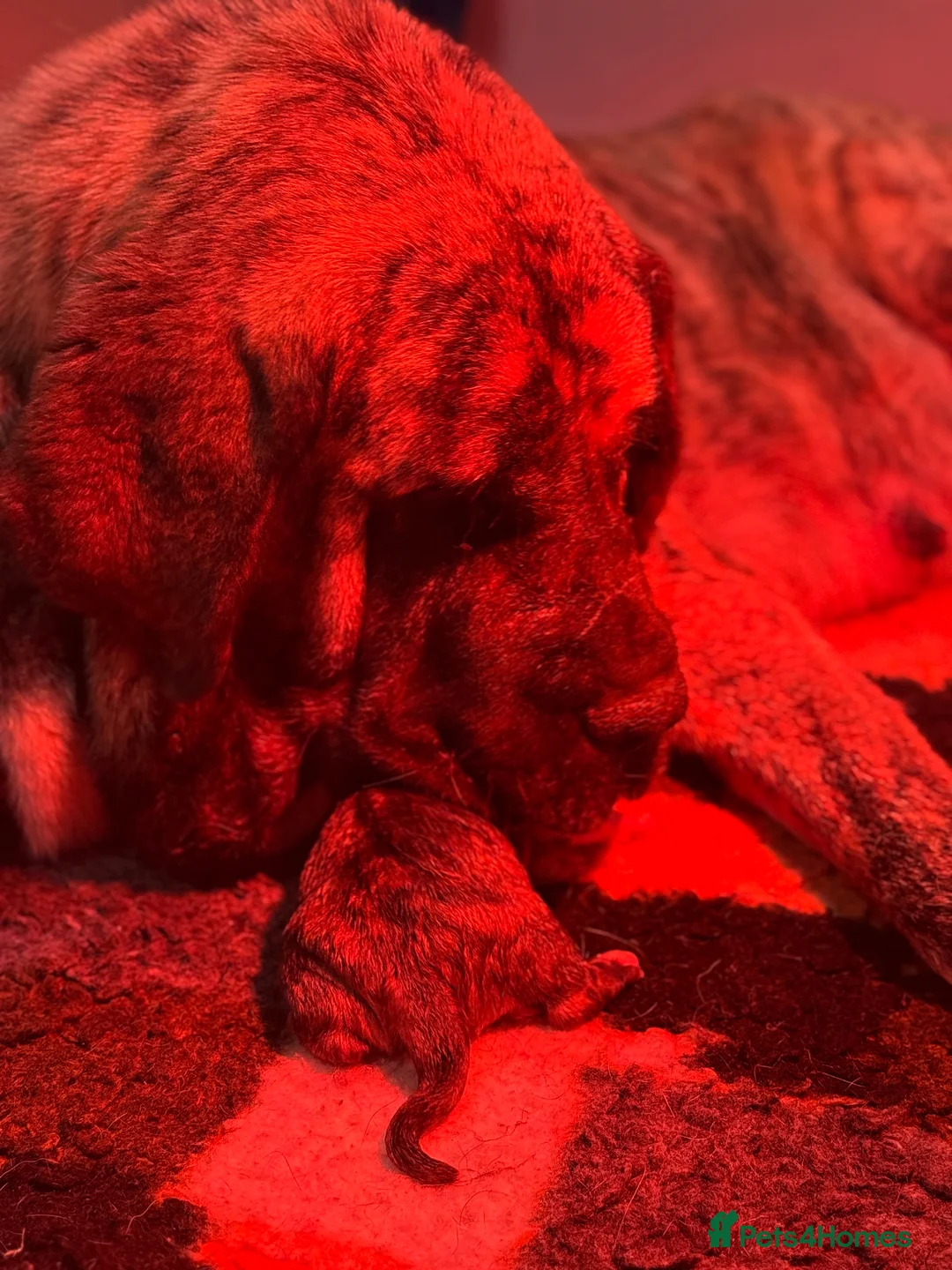 Mastiff dogs for sale: Registered Spanish mastiff puppies  - Advert 15