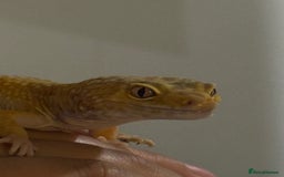 Leopard Gecko reptiles for sale: Leopard gecko - Image 5
