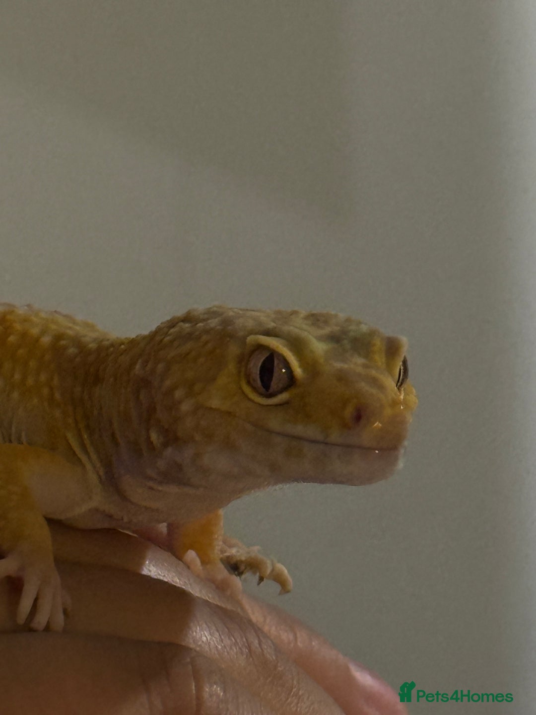 Leopard Gecko reptiles for sale: Leopard gecko - Image 5