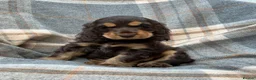 Cocker Spaniel dogs for sale: Adorable kc reg show cocker spanial  - Advert 2