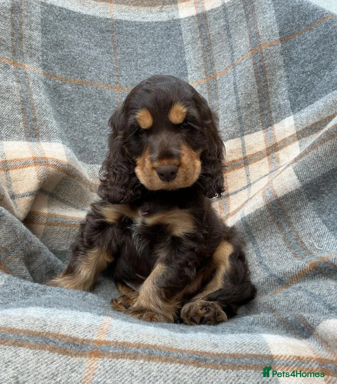 Cocker Spaniel dogs for sale: Adorable kc reg show cocker spanial  - Advert 2