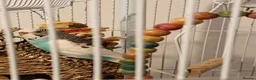 Budgerigars birds for sale: One male and one female budgie  in Purley - Advert 8