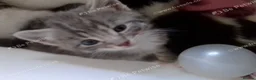 Mixed Breed cats for sale: Kittens available now in Basildon - Advert 6