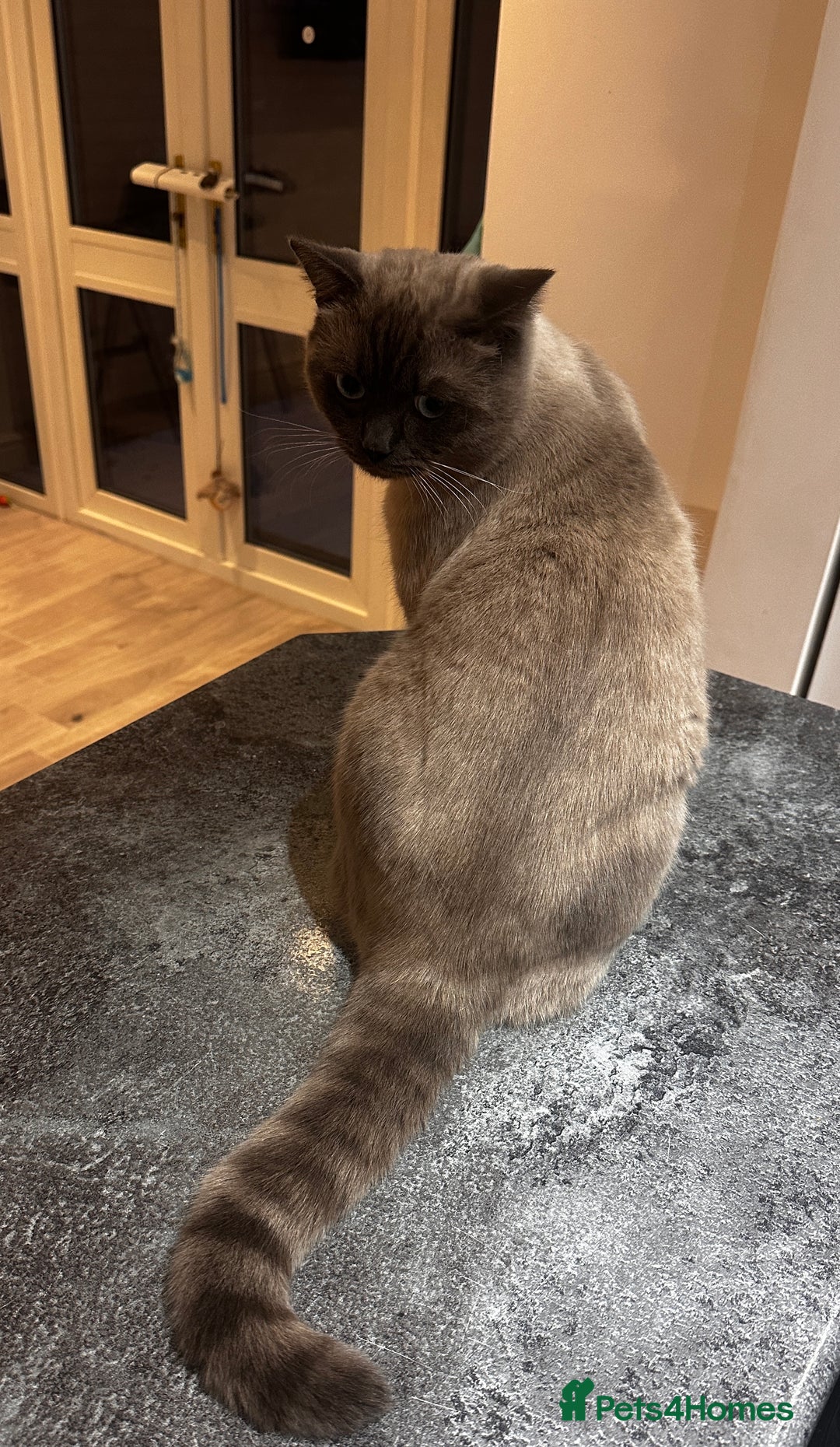 British Shorthair cats for sale: Seal point British short hair  - Advert 4