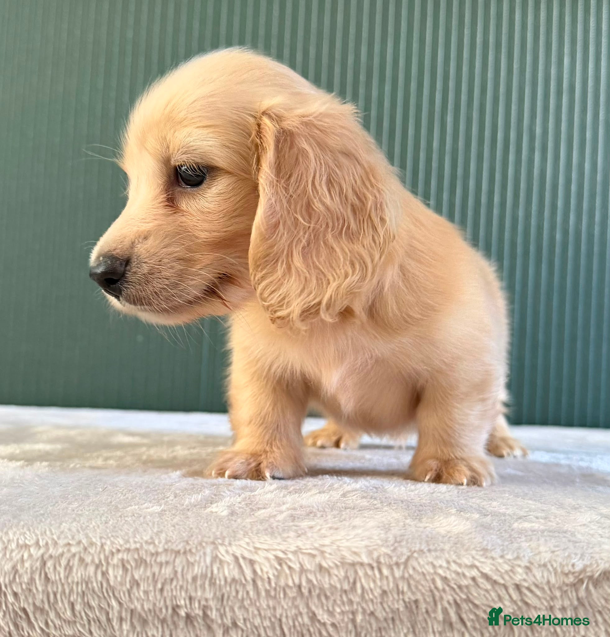 Miniature Dachshund dogs Cream Longhair Miniature Dachshund  - Advert 1