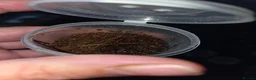 Tarantulas invertebrates for sale: Tarantula slings and juviniles in Bristol - Advert 16