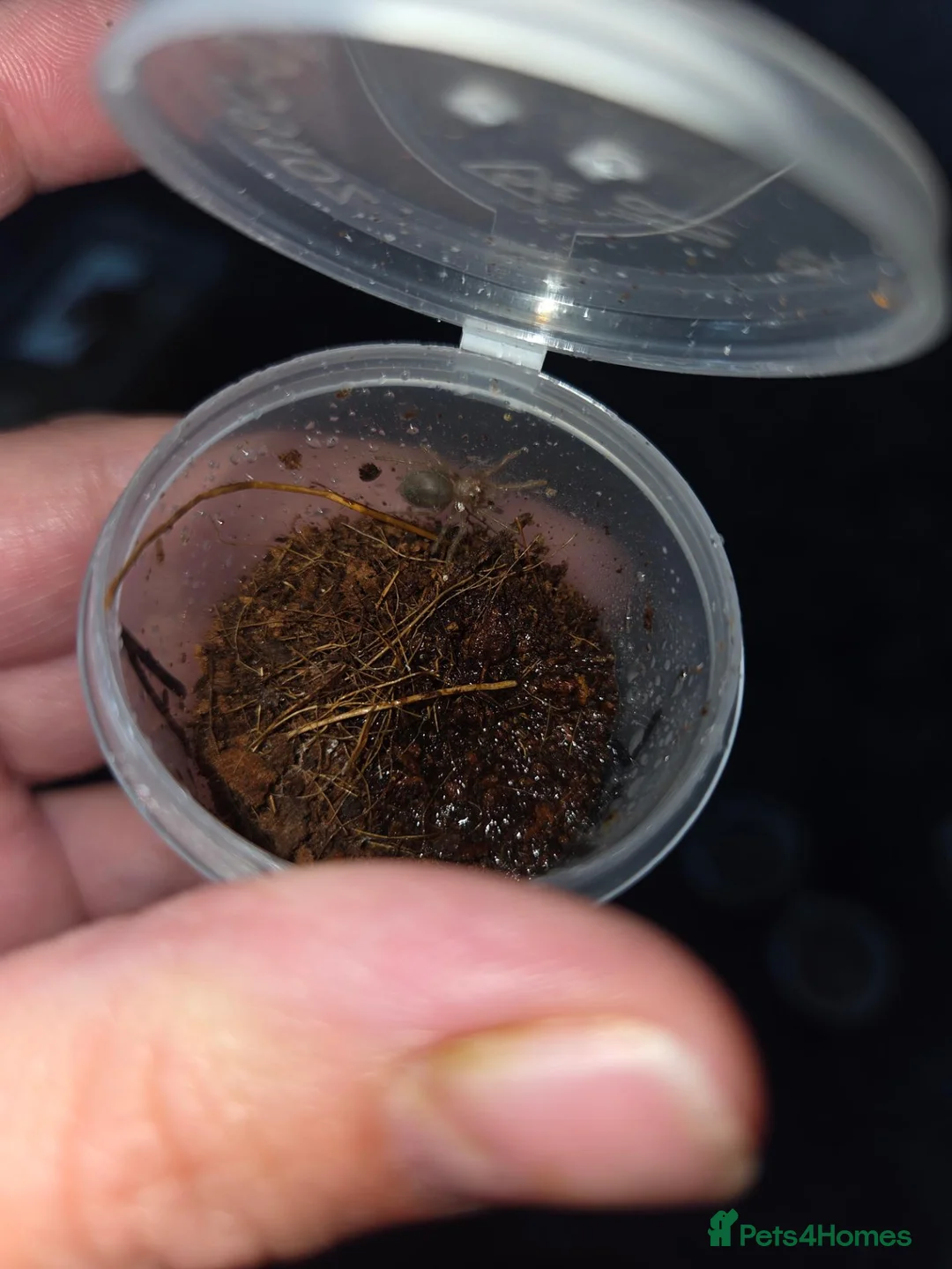 Tarantulas invertebrates for sale: Tarantula slings and juviniles in Bristol - Advert 16