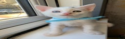 Turkish Angora cats for sale: Heterochromia Mixed Angora Male Kitten for sale - Advert 4