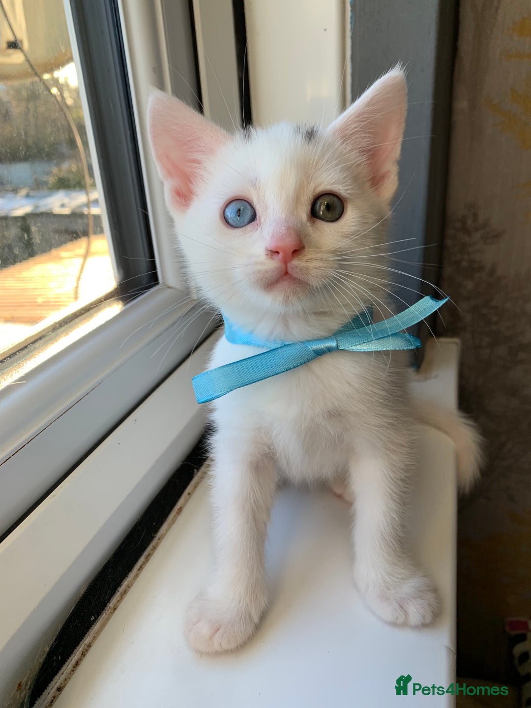 Turkish Angora cats for sale: Heterochromia Mixed Angora Male Kitten for sale - Advert 4