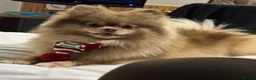 Pomeranian dogs for sale: 1 beautiful puppies Pomeranian left - Advert 13