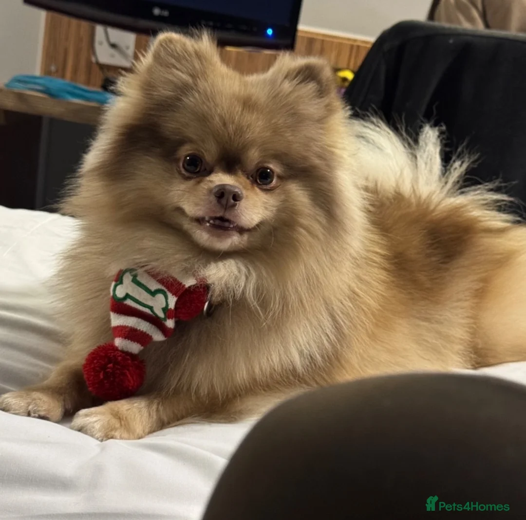 Pomeranian dogs for sale: 1 beautiful puppies Pomeranian left - Advert 13