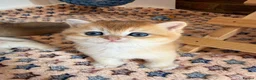 British Shorthair cats for sale: Lovely golden BSH & BLH kittens - Advert 22